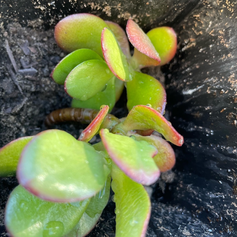 2 Rooted And Planted Jade Plants (in 1 container) - Picture 5 of 7
